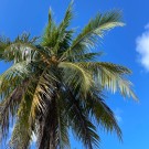 GOLDEN PALMS HOUSE